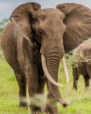 African Elephant - Ngorongoro Crater