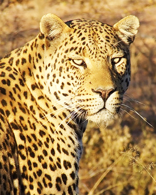 African leopard - Tarangire